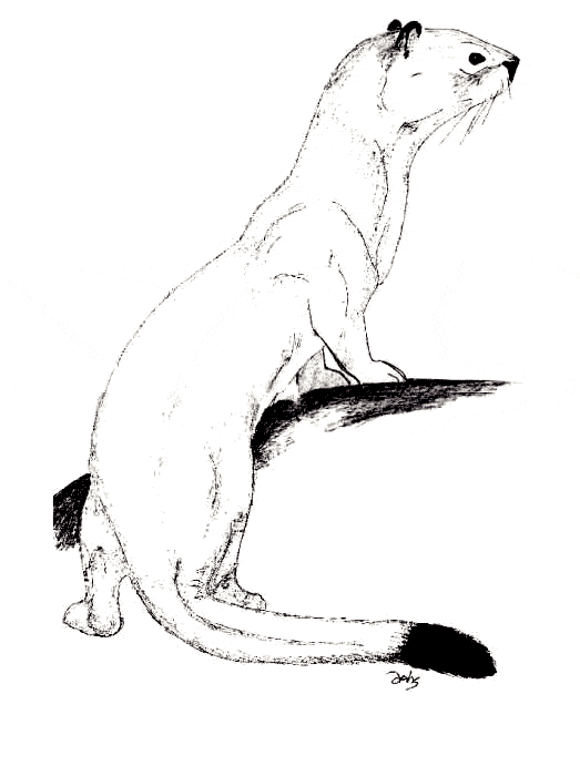 free Ermine coloring page