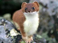 Ermine image