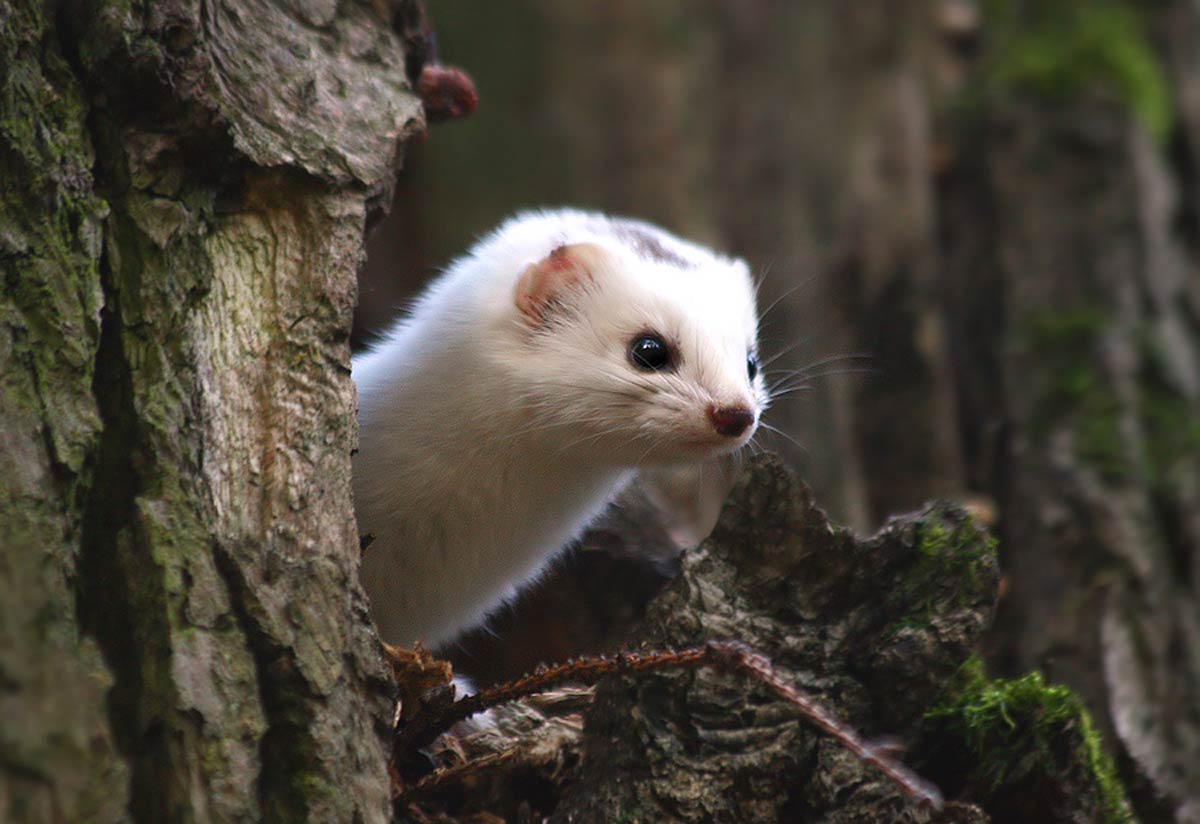 free Ermine wallpaper wallpapers download