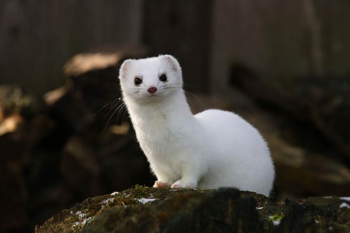 free Ermine wallpaper wallpapers and background