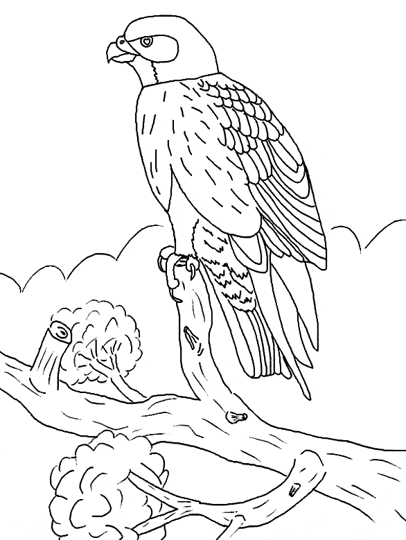 free Falcon coloring page