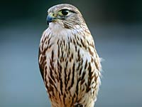 Falcon picture