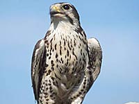 Falcon image