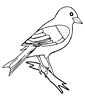 Finch coloring page