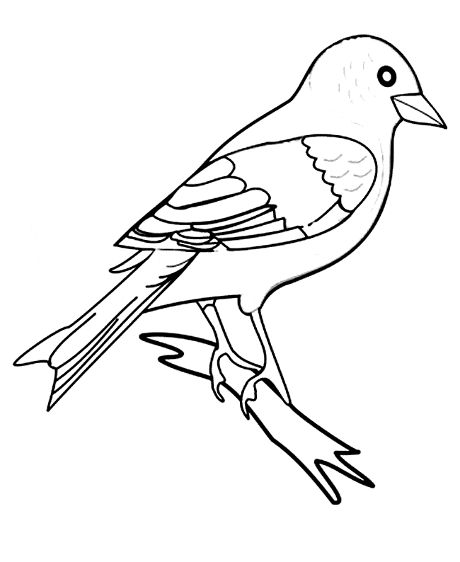 free Finch coloring page