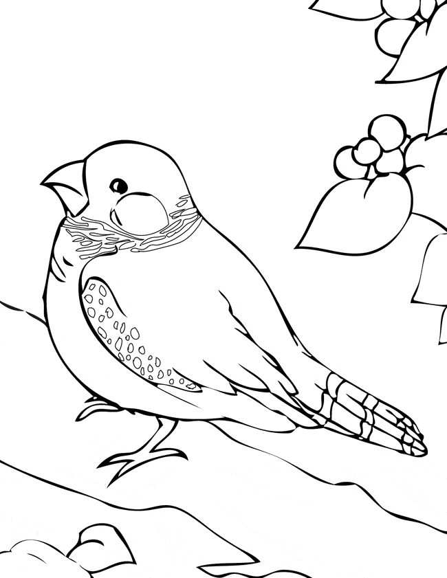 free Finch coloring page