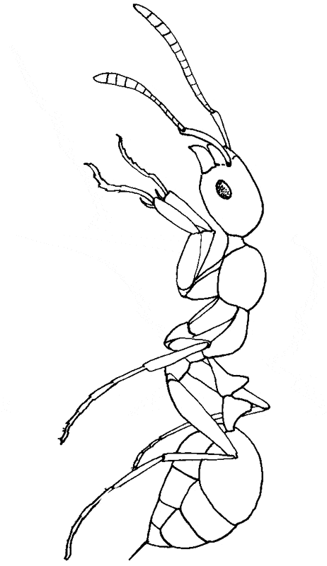 ant coloring sheet
