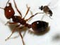free fire ant wallpaper