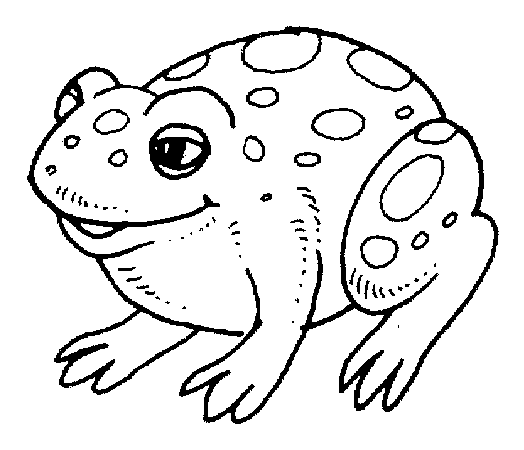 free Fire Belly Toad coloring page sheet