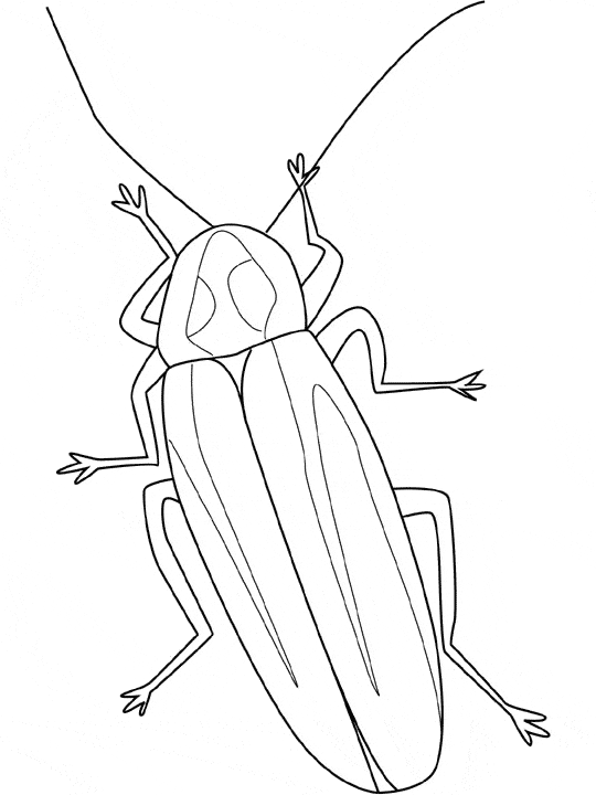 free Firefly coloring color page sheet printable