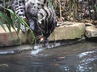 Fishing Cat image