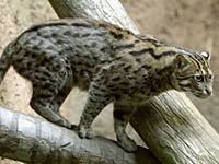 Fishing Cat image