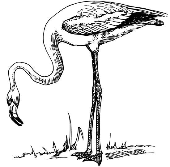free Flamingo coloring