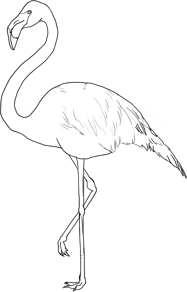 free Flamingo coloring