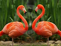 Flamingo image