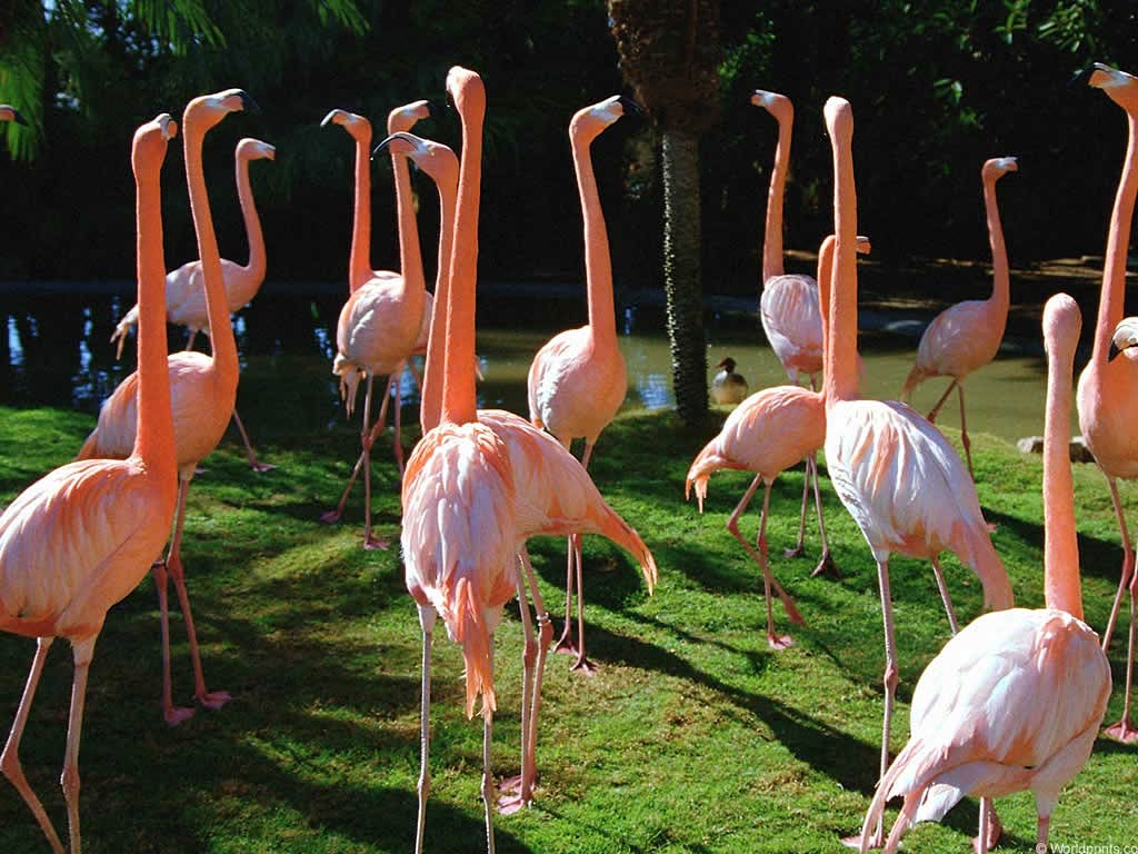 free Flamingo wallpaper wallpapers download