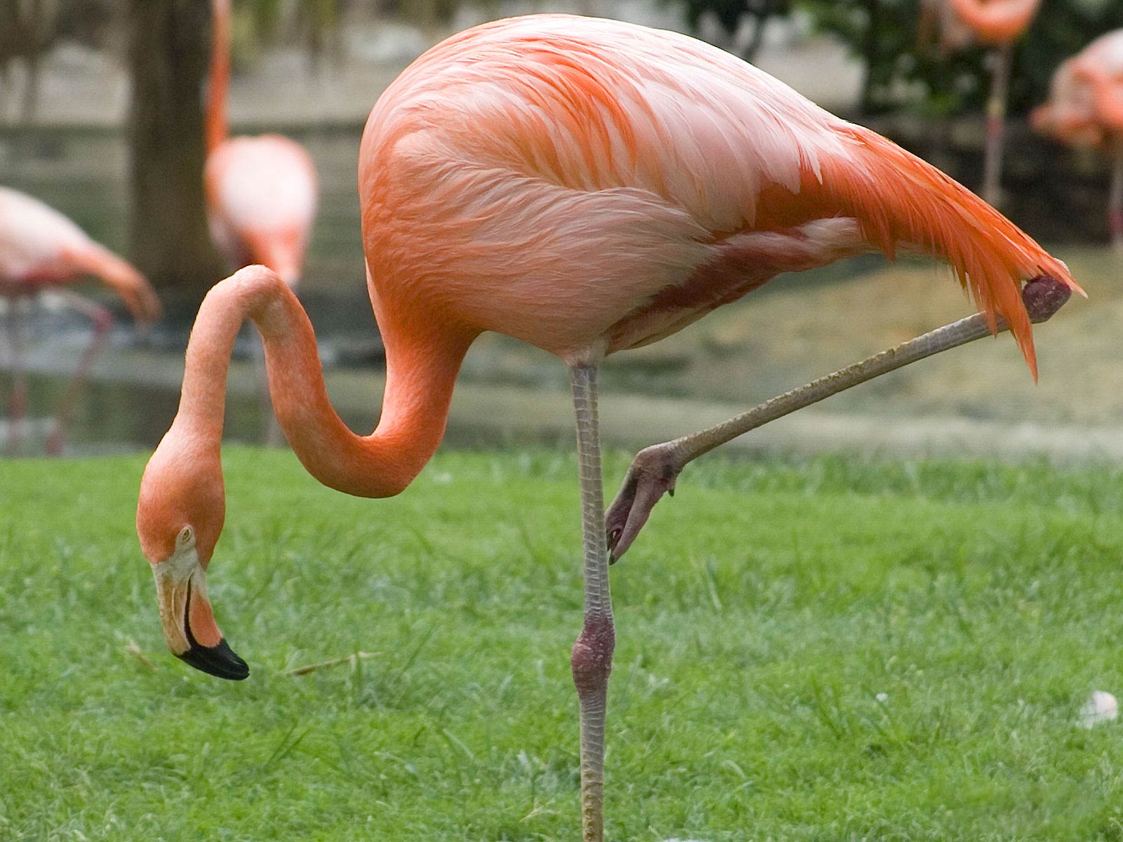 free Flamingo wallpaper wallpapers and background