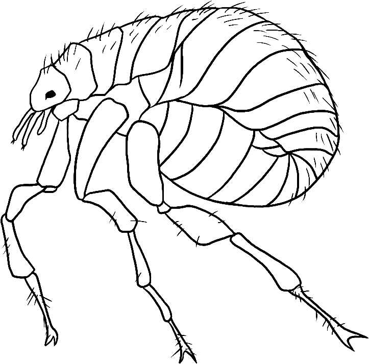 Flea coloring printable