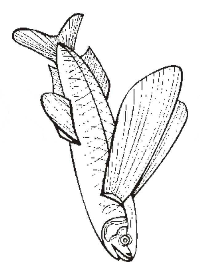 free Flying Fish coloring page picture