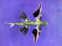 Flying Fish image