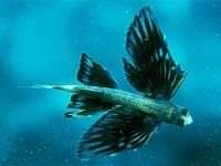 Flying Fish image