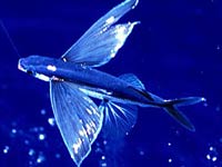 Flying Fish image