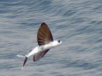 Flying Fish image