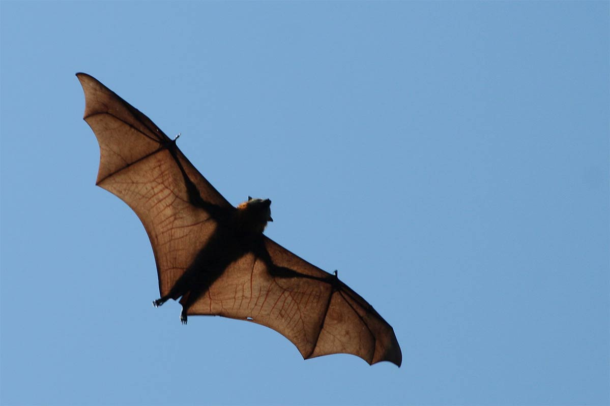 free Flying Fox wallpaper wallpapers and background