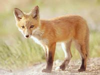 Fox image