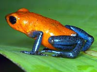 Colorful Frog