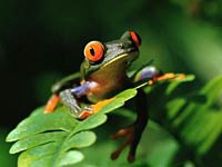 Frog image