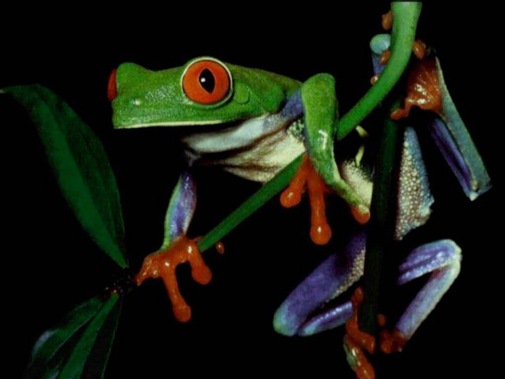 free Frog wallpaper wallpapers and background