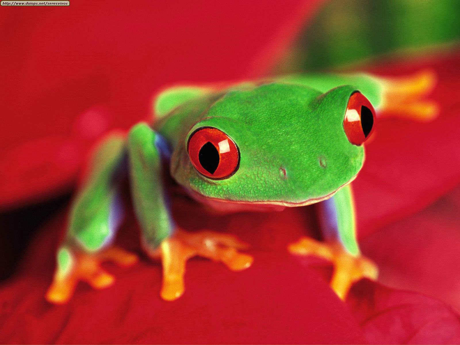 free Frog desktop wallpaper wallpapers Desktop and Mobile