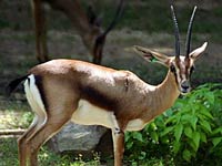 Gazelle image