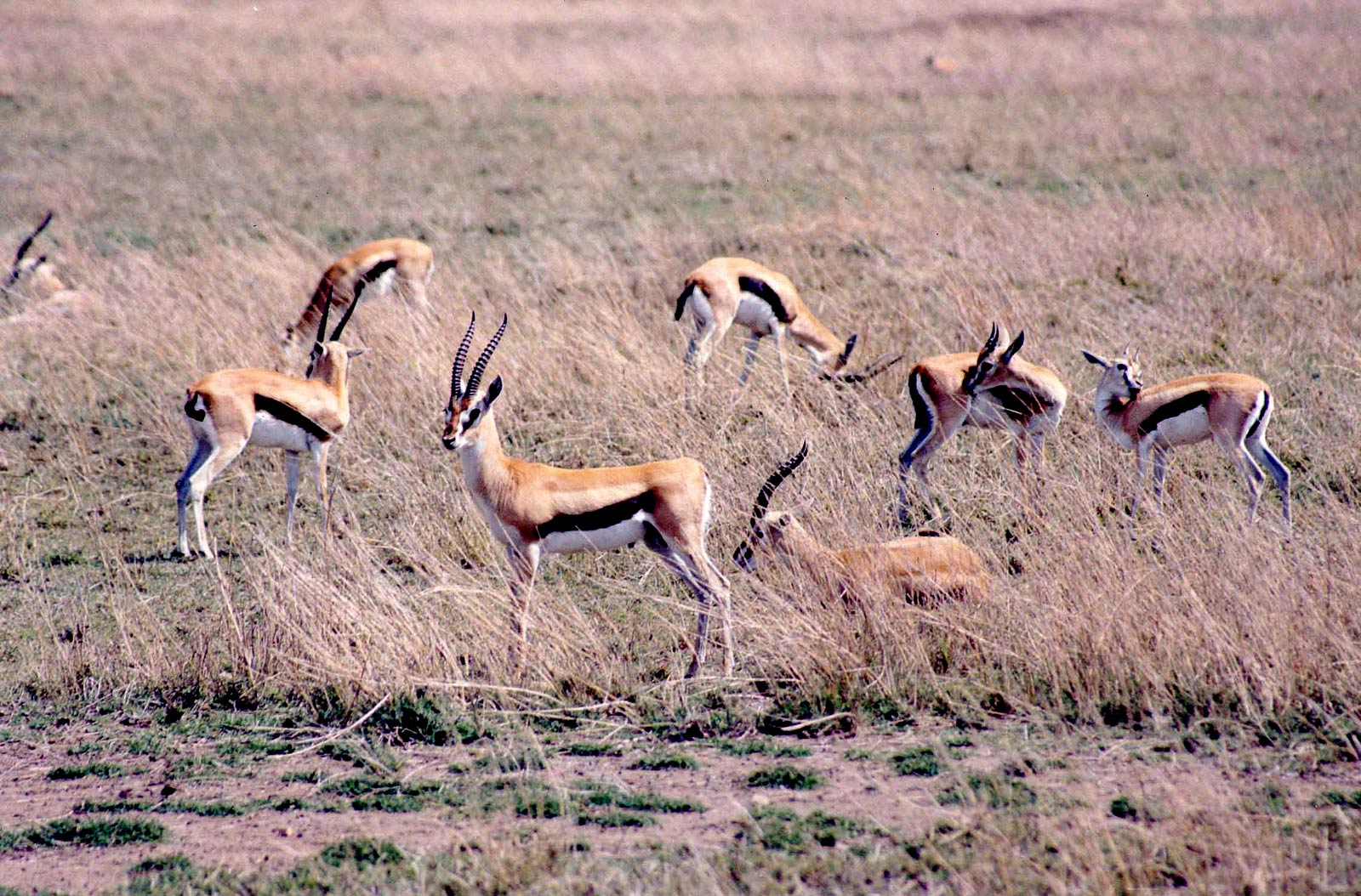 free Gazelle wallpaper wallpapers and background