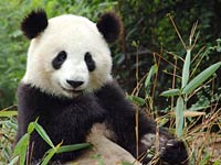 Giant Panda image