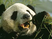 Giant Panda image