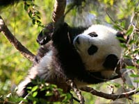 Giant Panda image