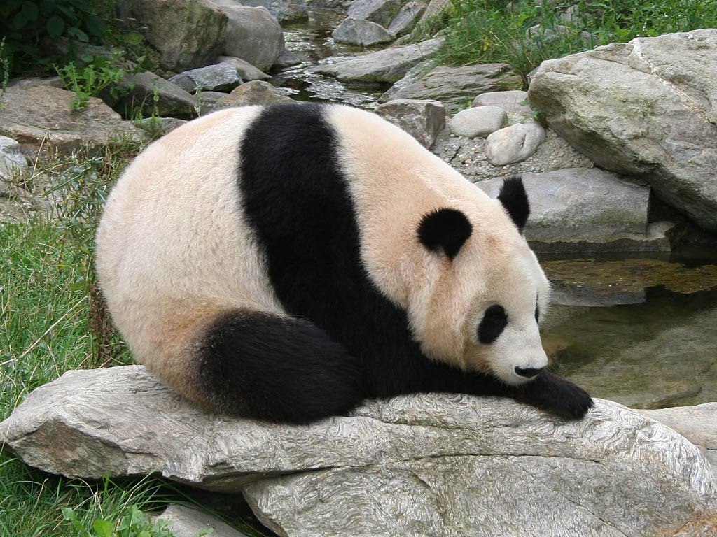 free Giant Panda wallpaper wallpapers picture