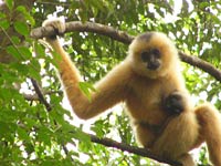 Gibbon image