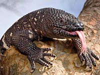 Gila monster image