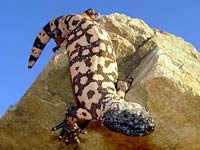 Gila monster image