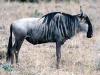 Gnu image