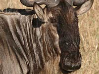 Gnu image