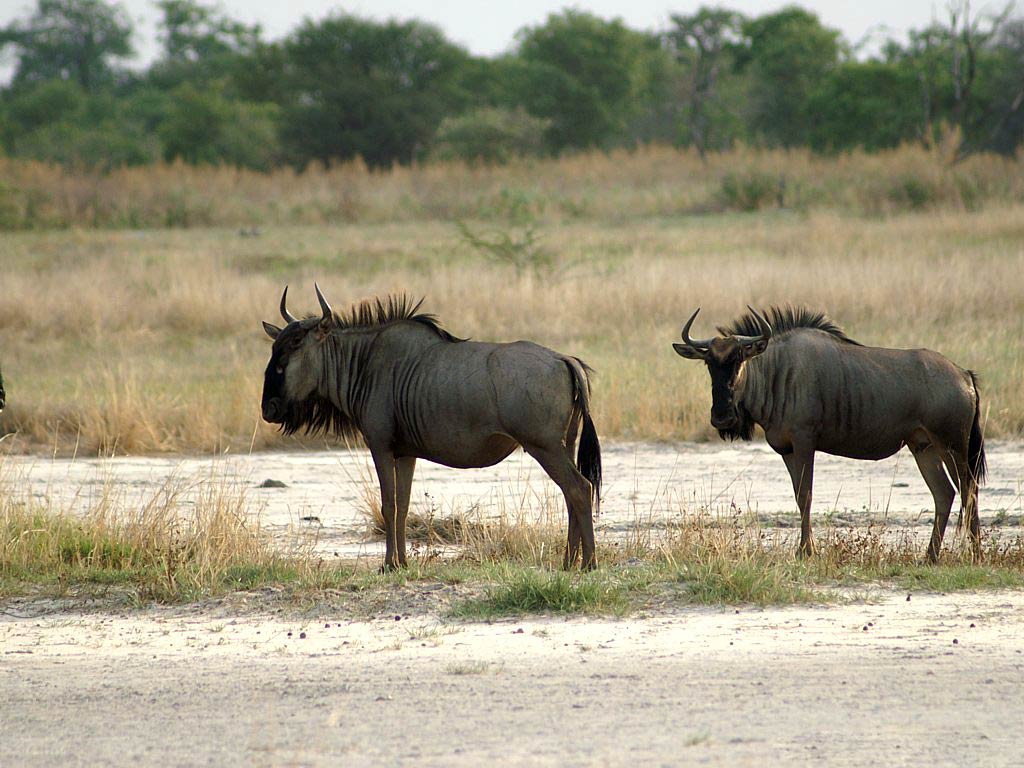 free Gnu wallpaper wallpapers and background