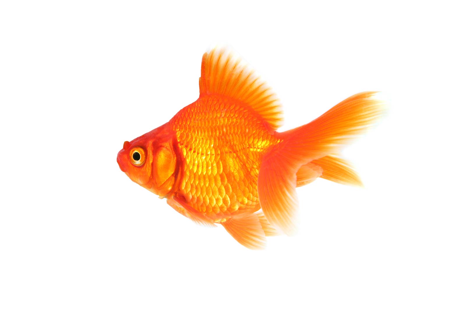 free Goldfish wallpaper wallpapers download