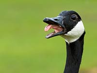 Goose image