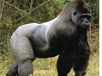 Gorilla image