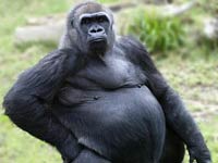 Gorilla picture