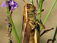 How long does a grasshopper live?